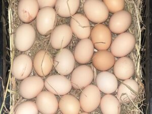 تخم مرغ سبد 120رسمی